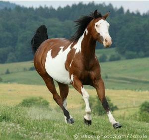 american-paint-horse.jpg