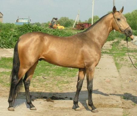 dominik0520-452x384.jpg